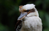 01 Kookaburra (Dacelo novaeguineae)